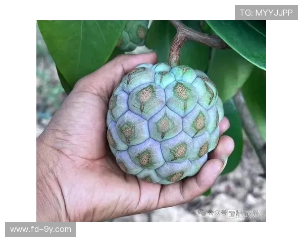 探寻形似足球的神奇野果子有哪些及其独特生态与自然奥秘之谜全貌